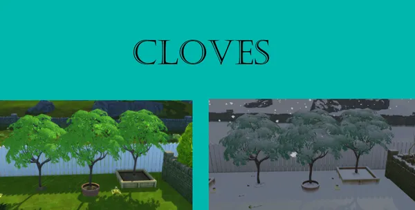 Cloves harvestable